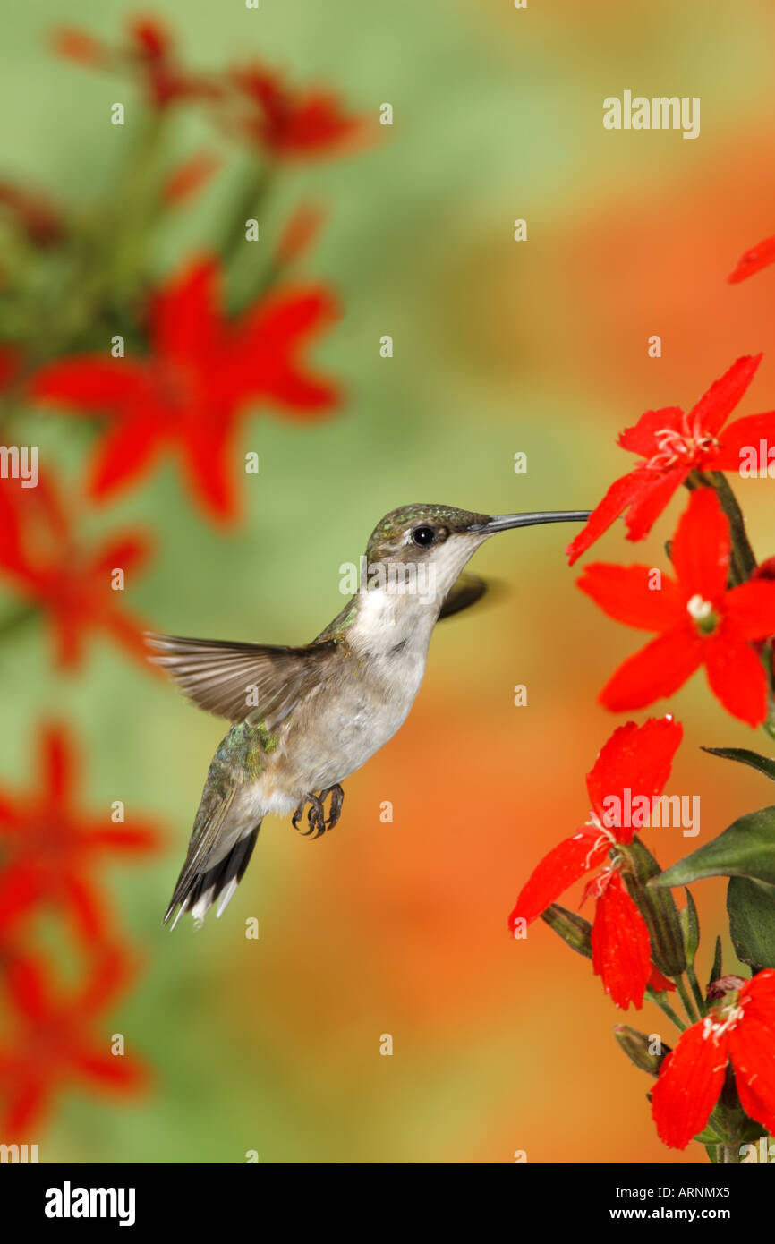 Femmina di Ruby throated Hummingbird getting nettare dal rosso Royal Catchfly verticale di fiori Foto Stock