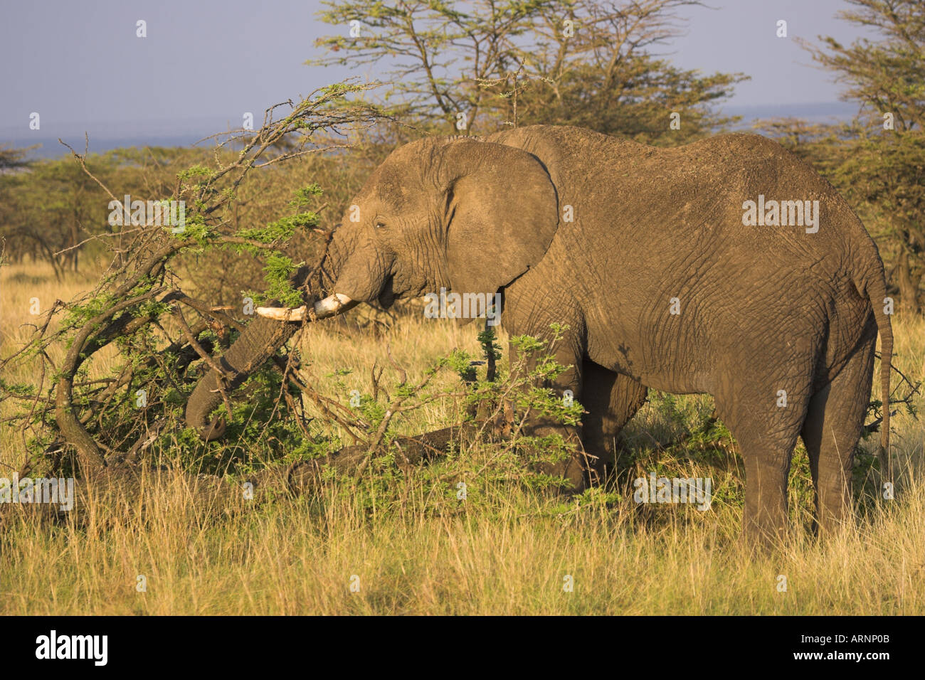 Elefante africano Loxodonta africana di mangiare Foto Stock