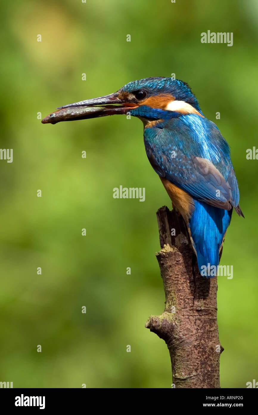 Kingfisher con pesce Foto Stock