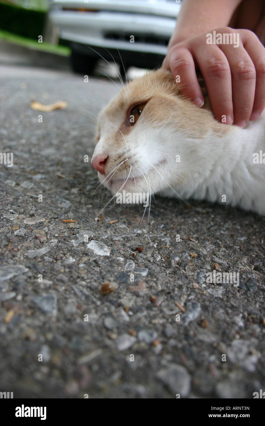 Close up cat posa in strada con mano umana arrivando a toccare animale Foto Stock