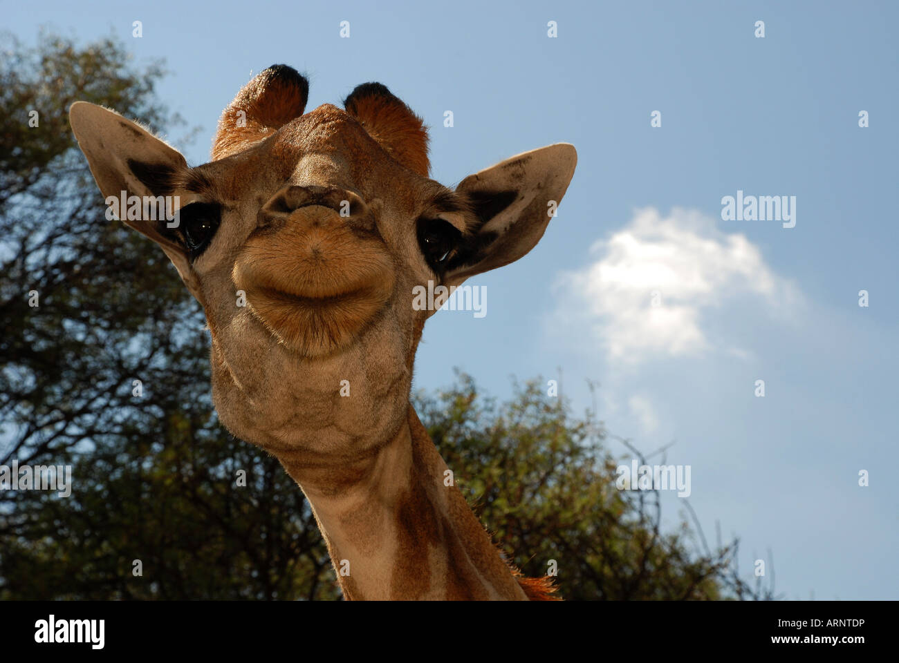 Carino South African Giraffe Closeup Foto Stock