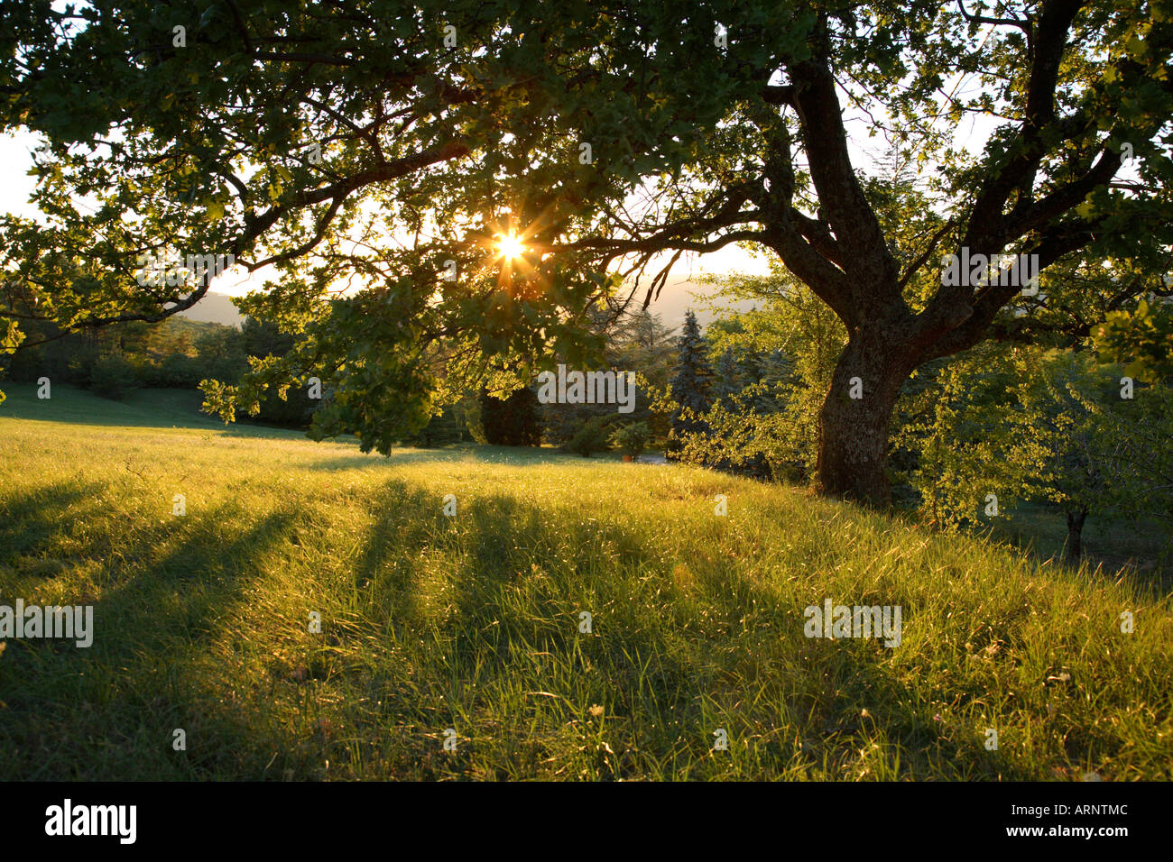 Serata sole che splende attraverso i rami di un albero di quercia Foto Stock