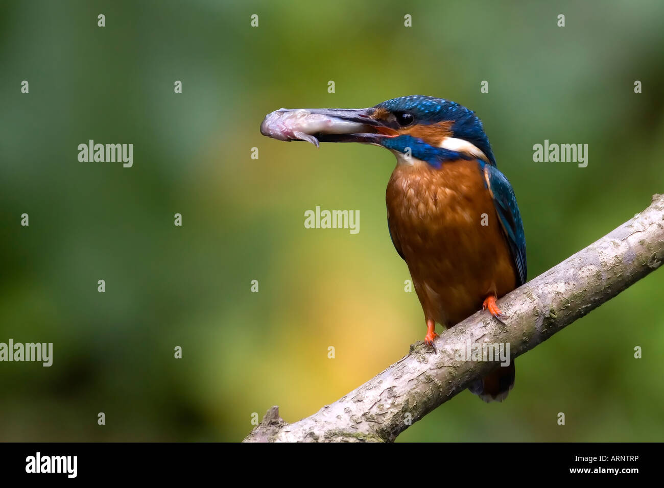 Kingfisher con un pesce Foto Stock