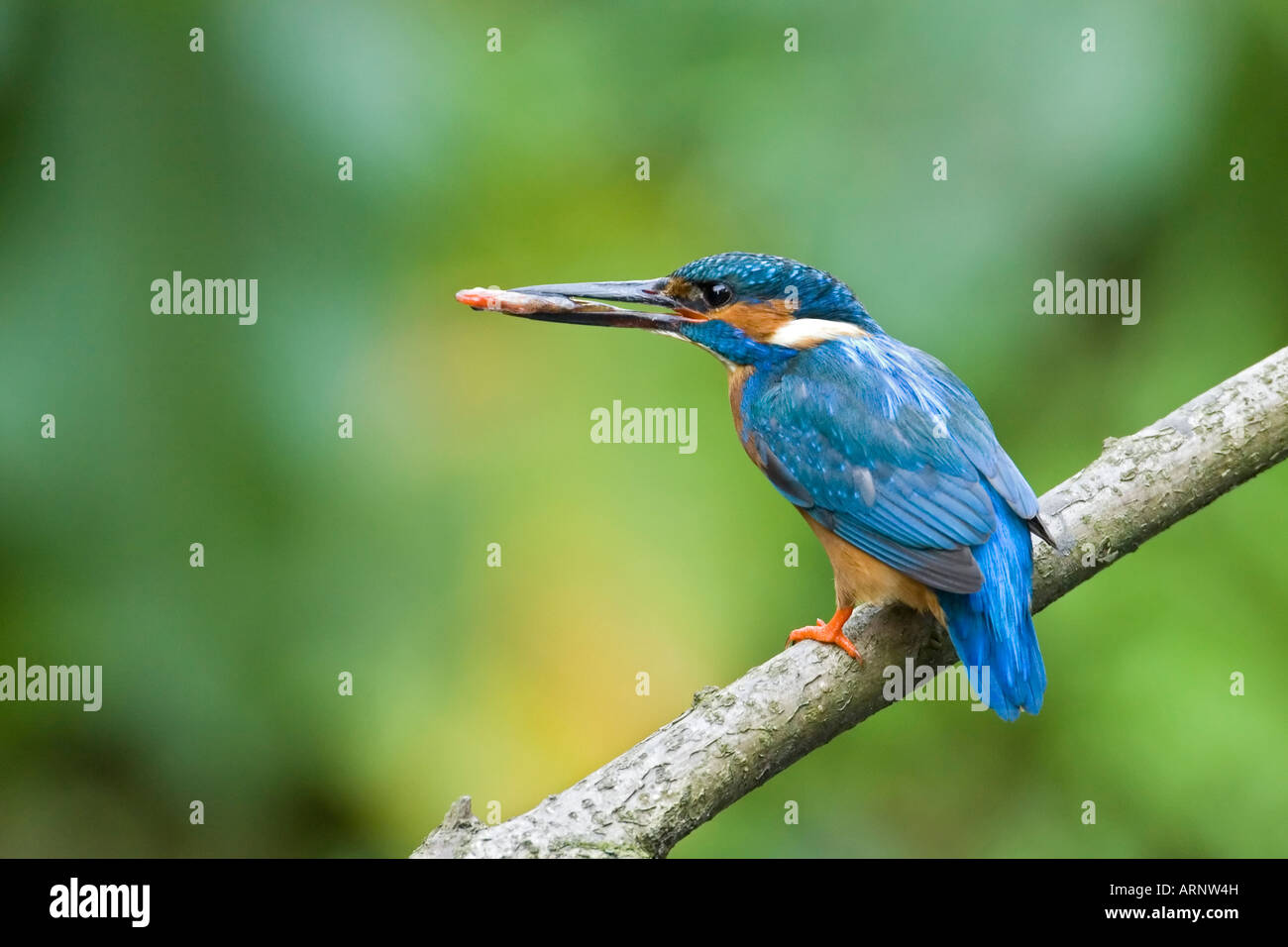Kingfisher con un pesce Foto Stock