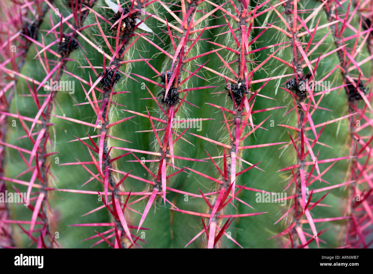 Close up di spine rosse di calce messicano Cactus Ferocactus pilosus Foto Stock