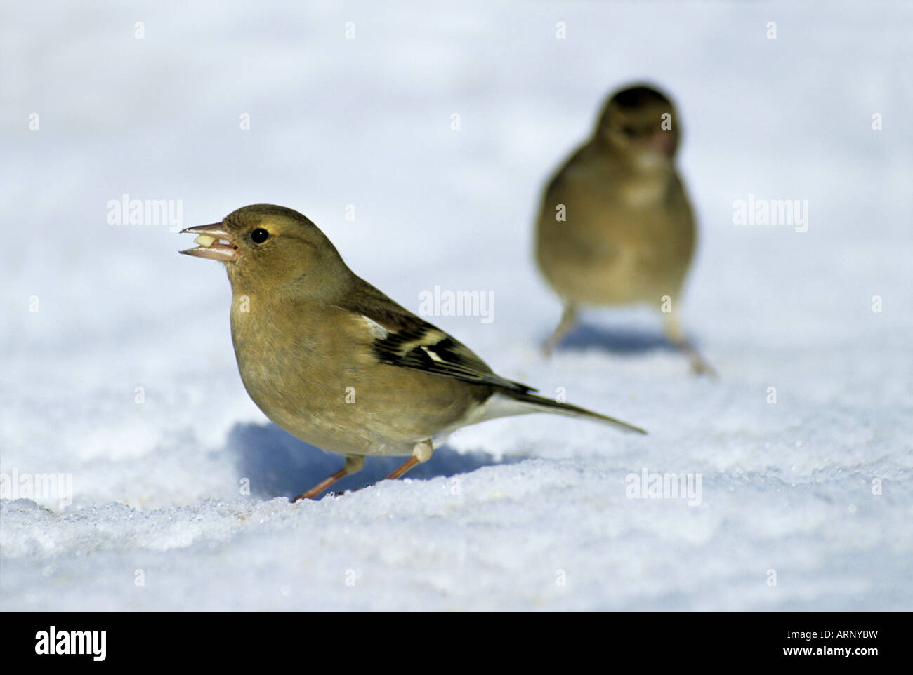 Fringuello Fringilla coelebs neve femmina Foto Stock