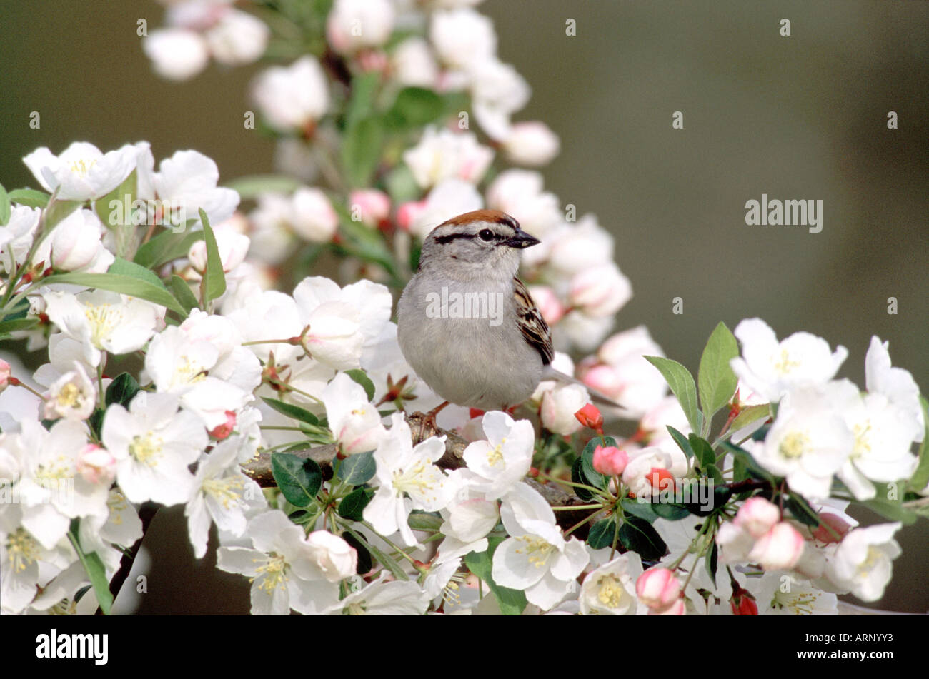 Chipping Sparrow appollaiato in Crabapple Fiori Foto Stock