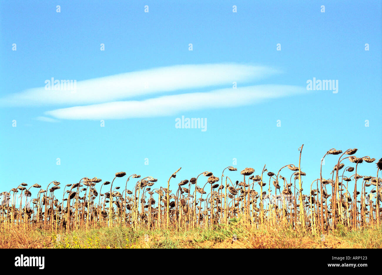 Campo di semi di girasole in Spagna Foto Stock