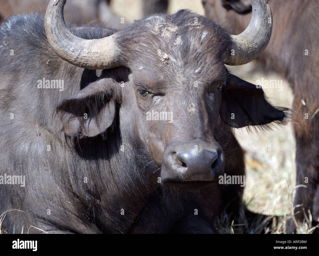 Buffalo,ritratto di una giovane bufali,Masai Mara,Kenya Foto Stock