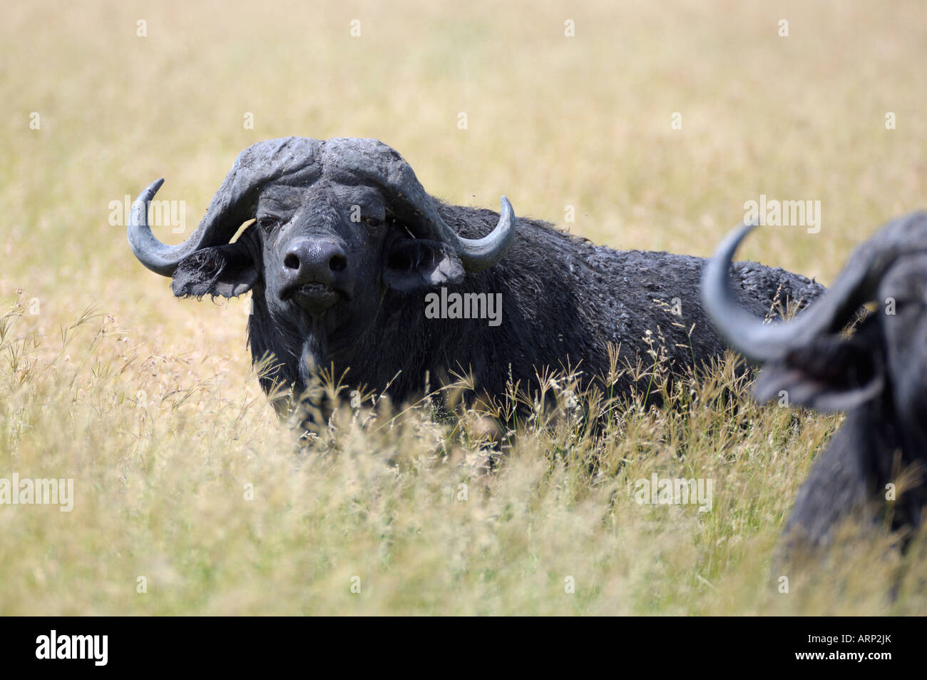 Buffalo,Old Cape bufali in alta gras,Serengeti,Tanzania Foto Stock