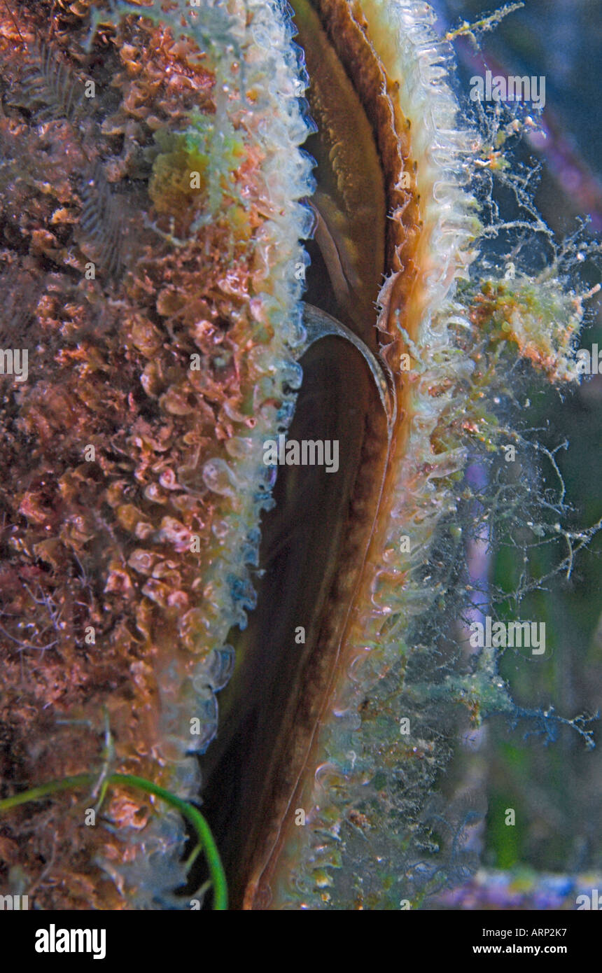 Nobile penna clam shell Pinna nobilis in marine fioritura delle piante di Posidonia prato Foto Stock
