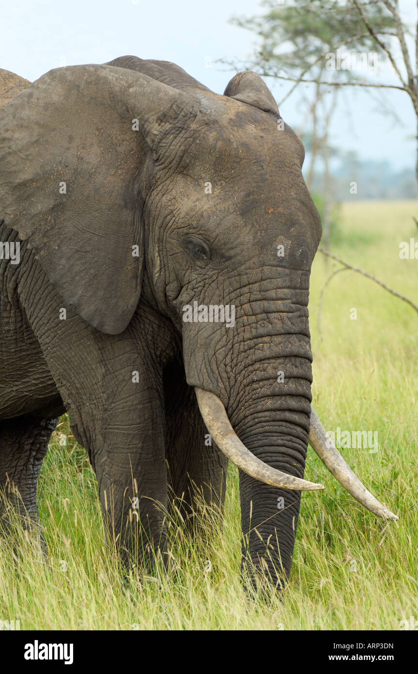 Elephant close-up verticale, Serengeti, Tanzania Foto Stock
