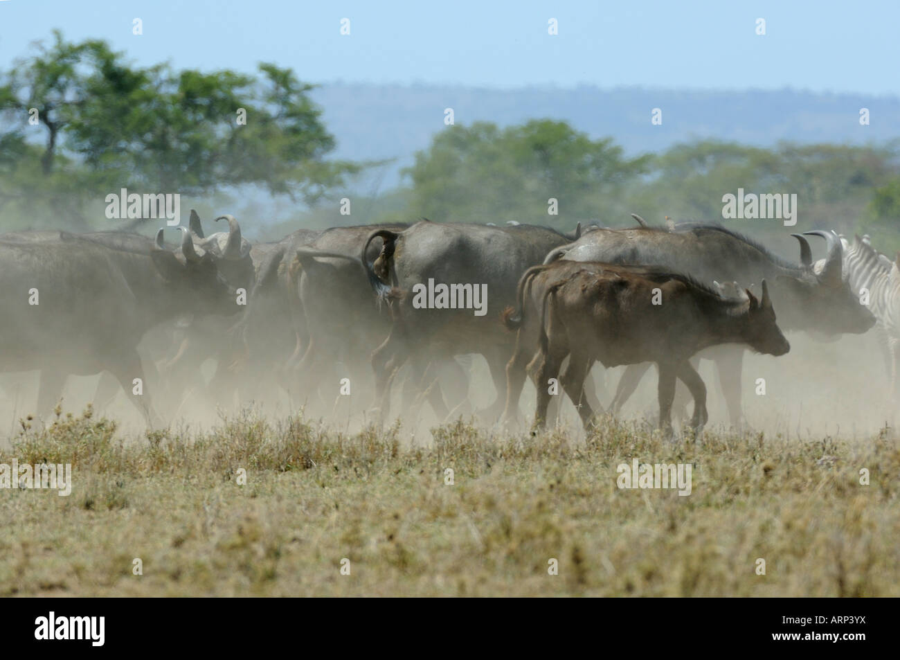 Buffalo,una mandria di bufali del capo,bufali africani in polvere,Serengeti,Tanzania Foto Stock