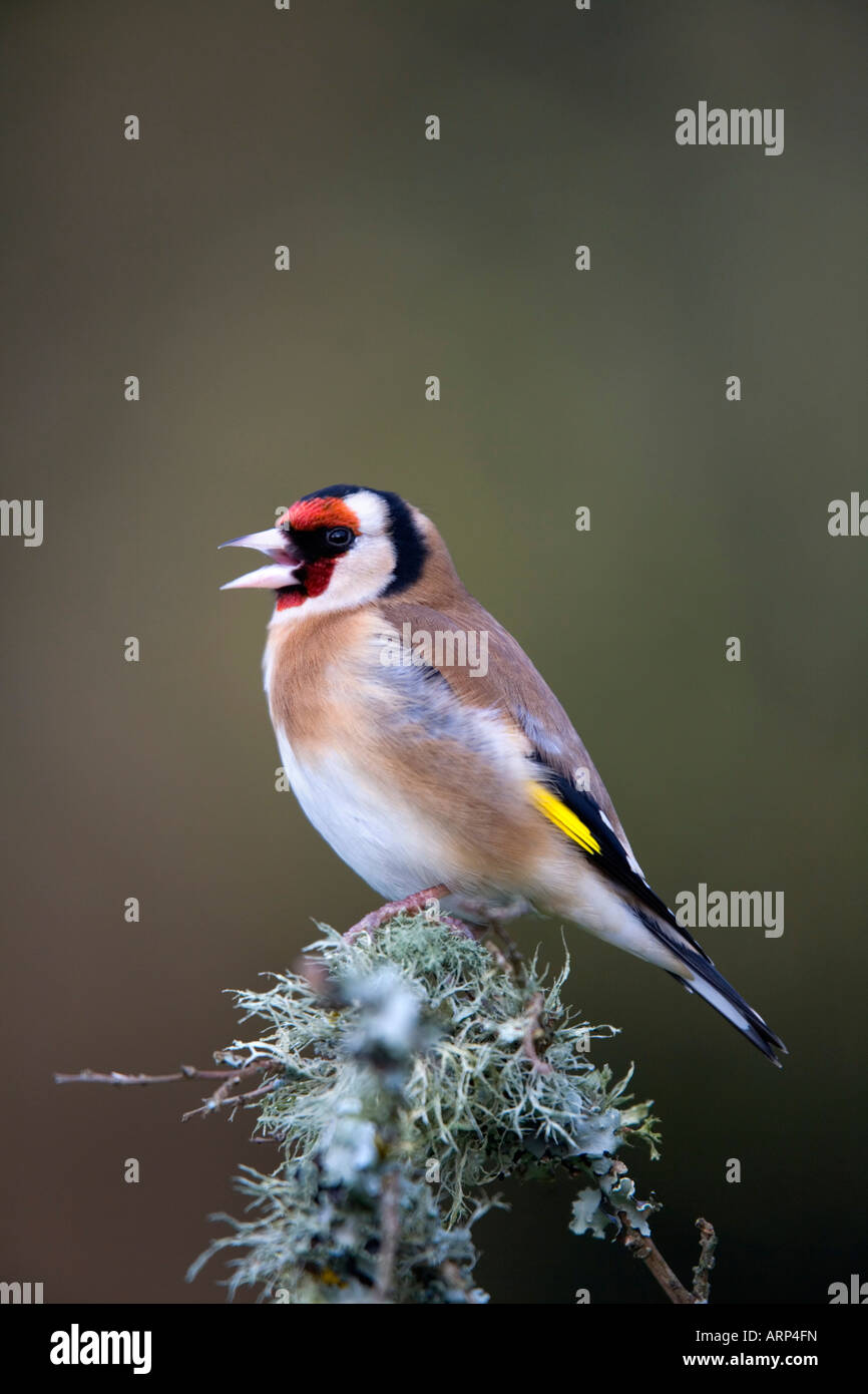 Cardellino Carduelis carduelis nella canzone Foto Stock