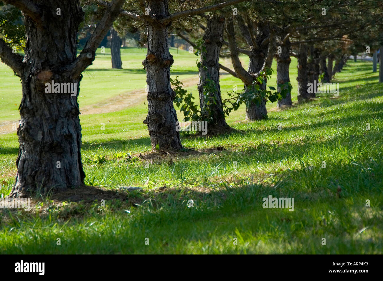 Linea di alberi in una fila di Forest Park St.Louis nel Missouri USA Foto Stock