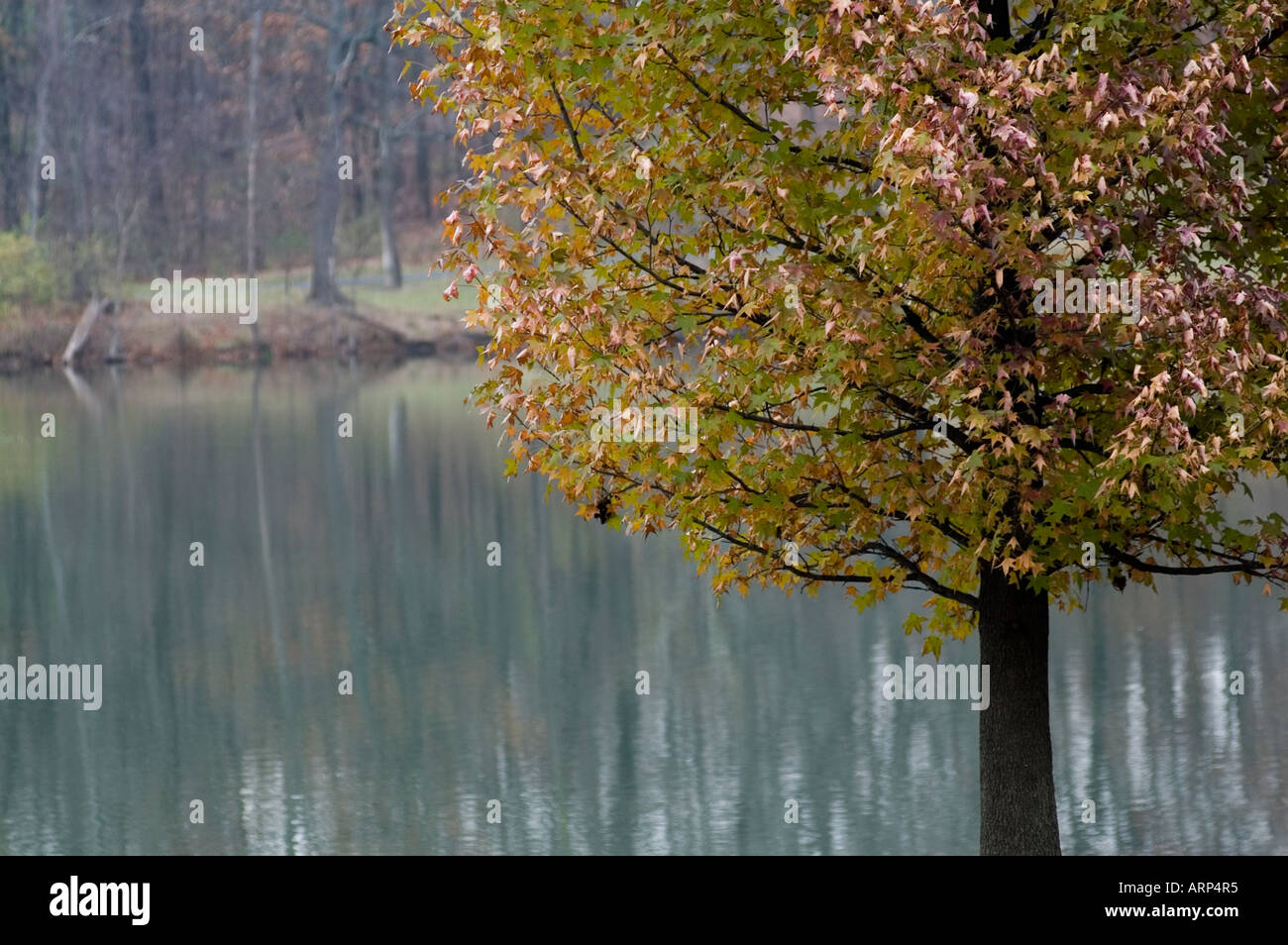Albero in spagnolo il lago di St.Louis nel Missouri USA Foto Stock
