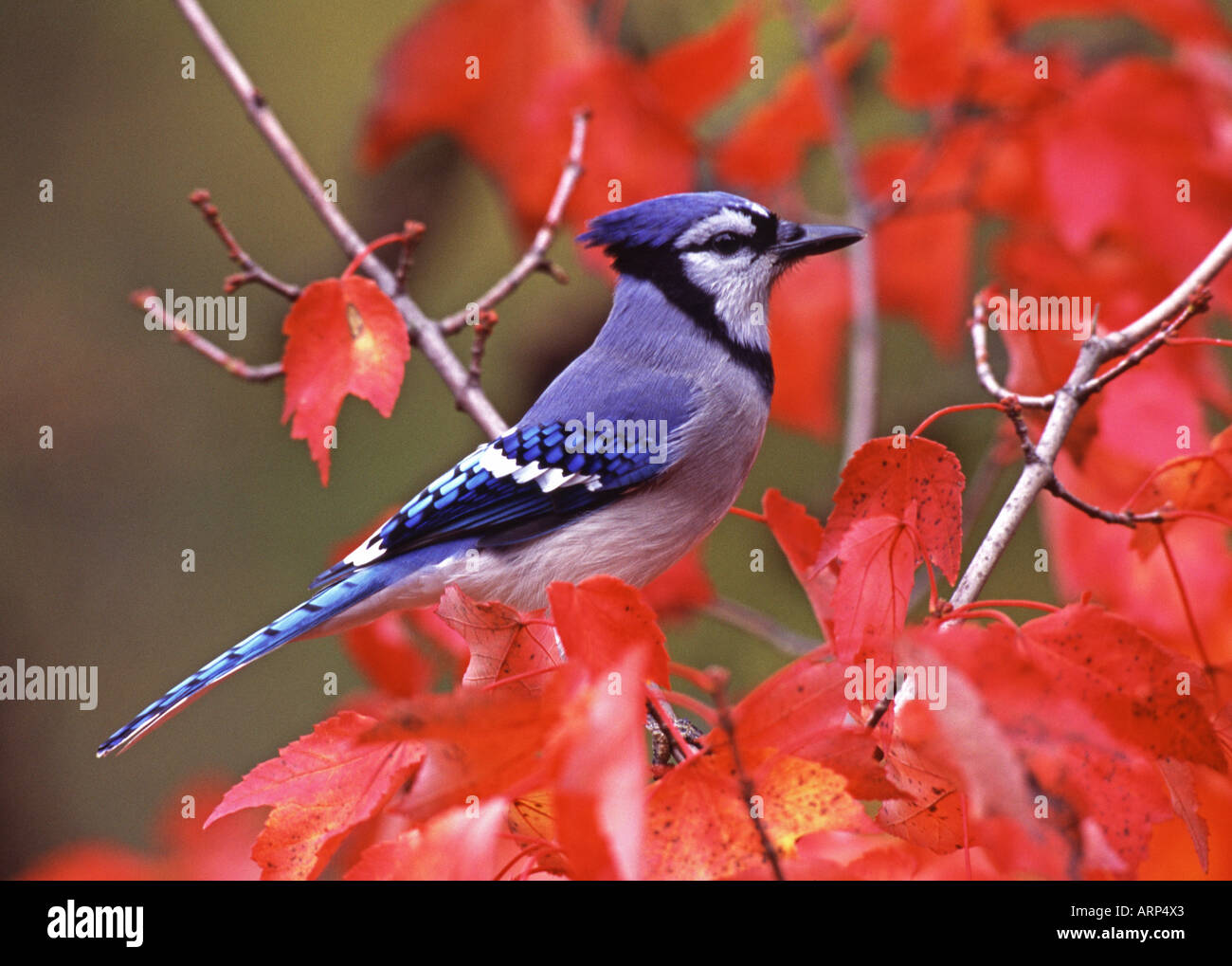 Blue Jay appollaiato in rosso acero Foglie di autunno Foto Stock