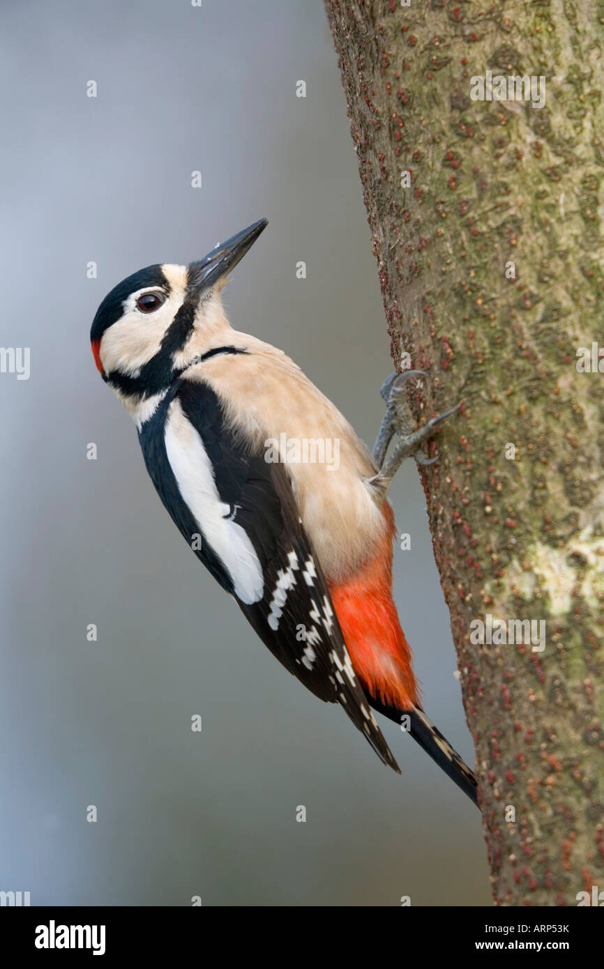 Picchio rosso maggiore Dendrocopos major cornovaglia maschio Foto Stock