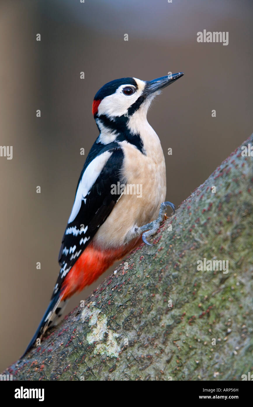 Picchio rosso maggiore Dendrocopos major maschio Foto Stock