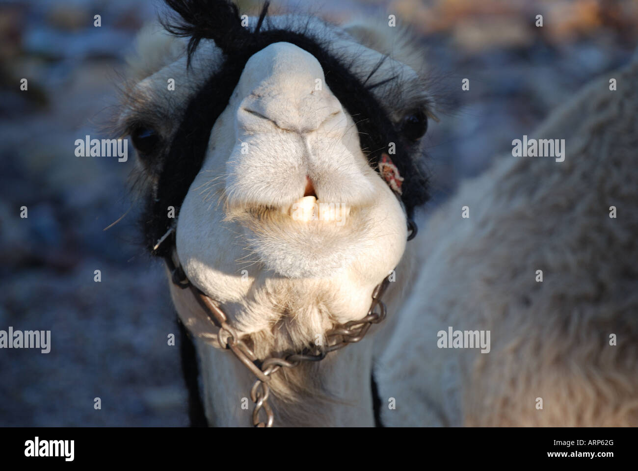 Close-up di cammello faccia, Nuweiba, la penisola del Sinai, Repubblica di Egitto Foto Stock