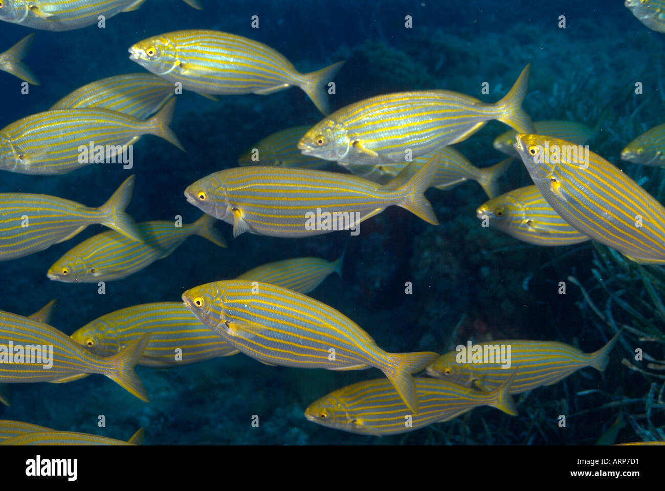 Scuola di mucca abramide del Mar Mediterraneo Foto Stock