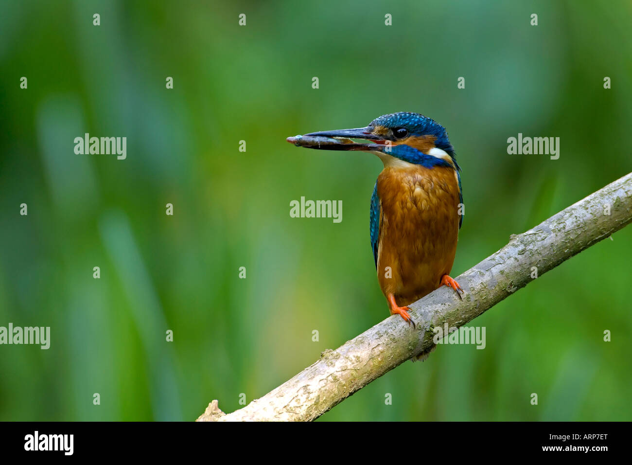 Kingfisher con un pesce Foto Stock