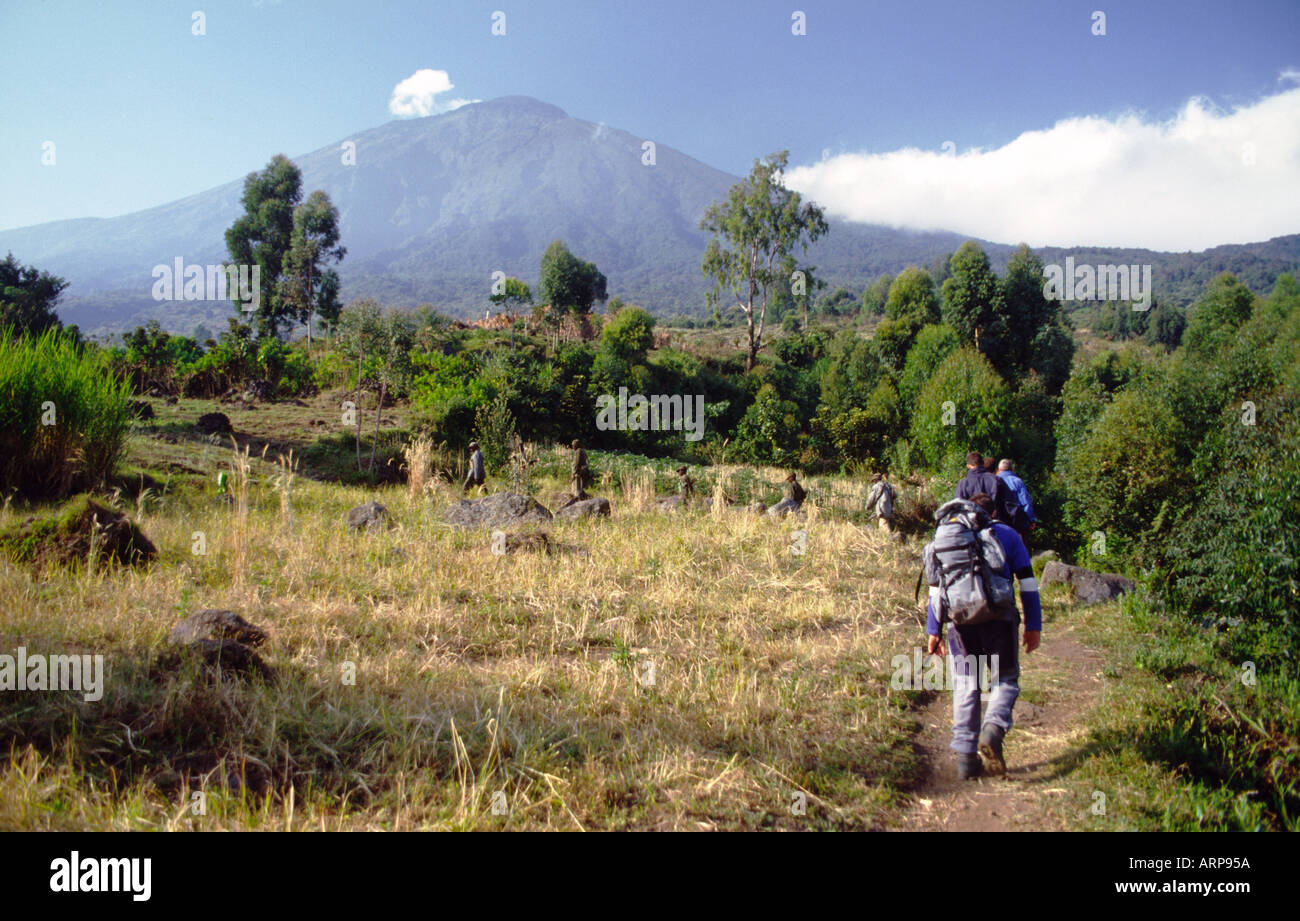 Gorilla trekking in Mgahinga National Park in Uganda Africa Foto Stock