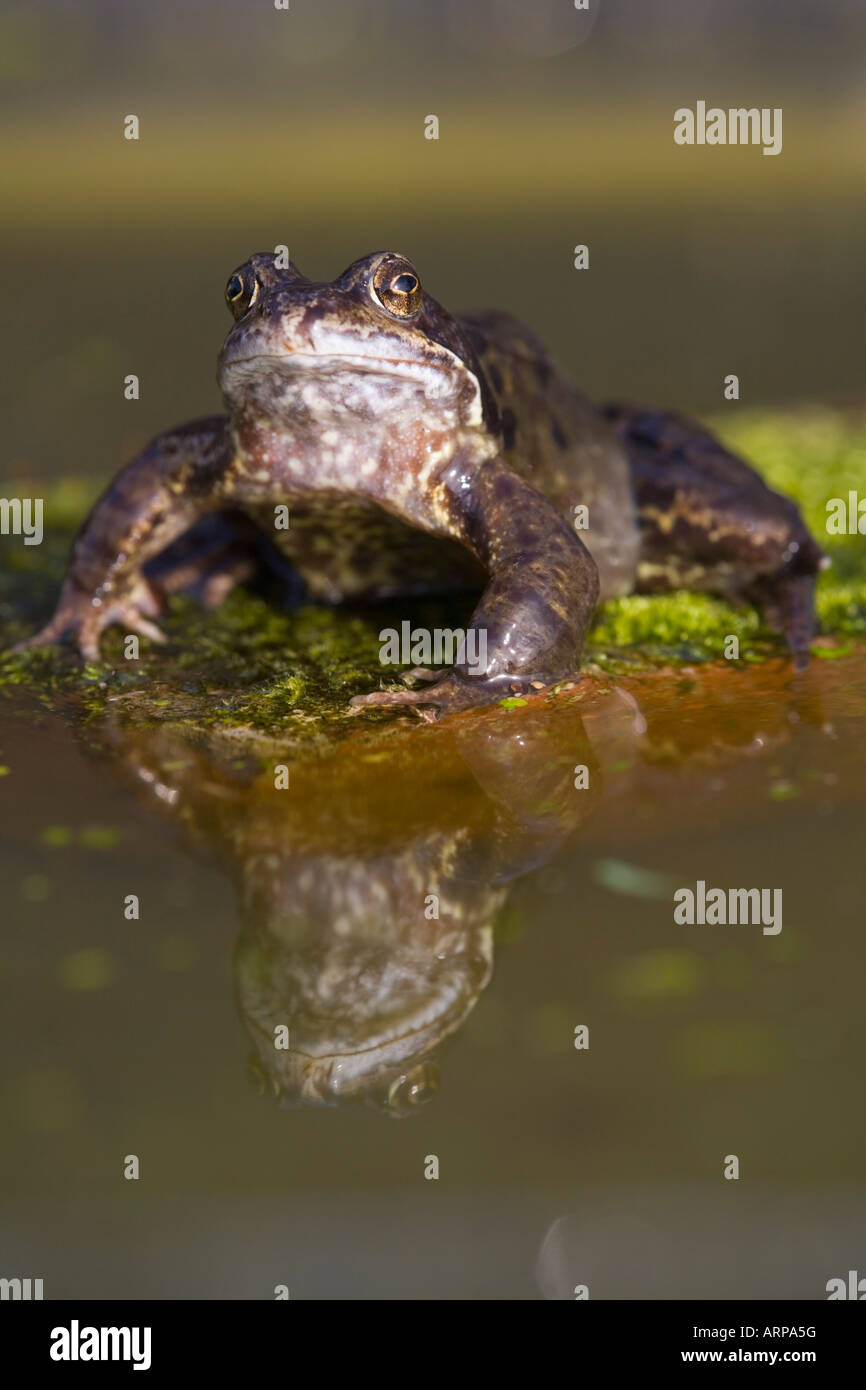 Rana comune Rana temporaria su una pietra Foto Stock