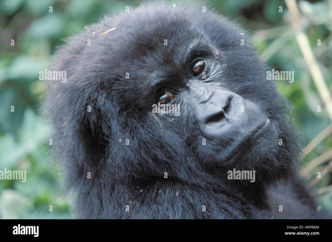 Gorilla di Montagna il Parco Nazionale del Vulcano Ruanda Africa Foto Stock