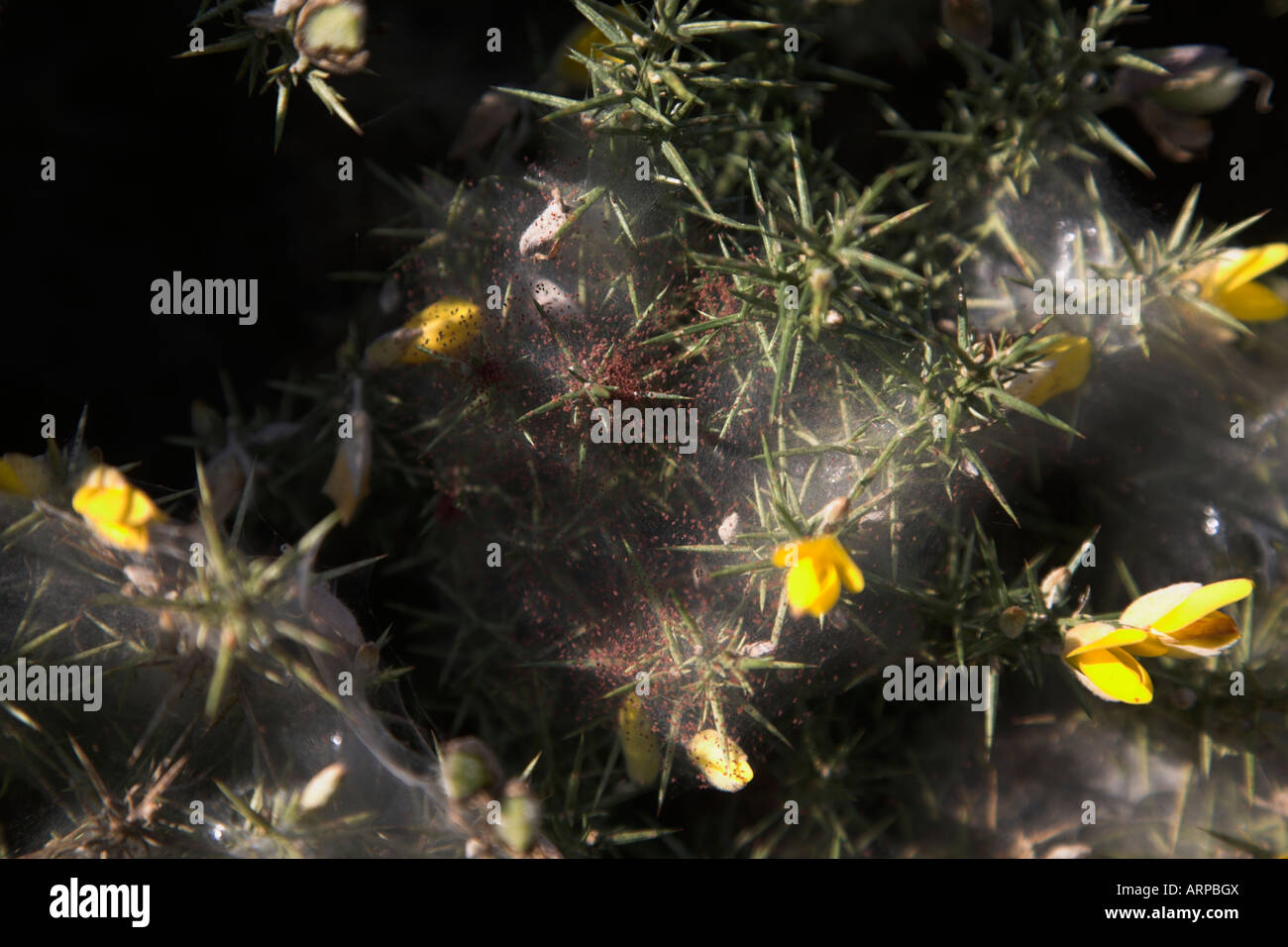 Tetranychus lintearius gorse acaro nel foglio di seta nidi di comune gorse impianto Foto Stock