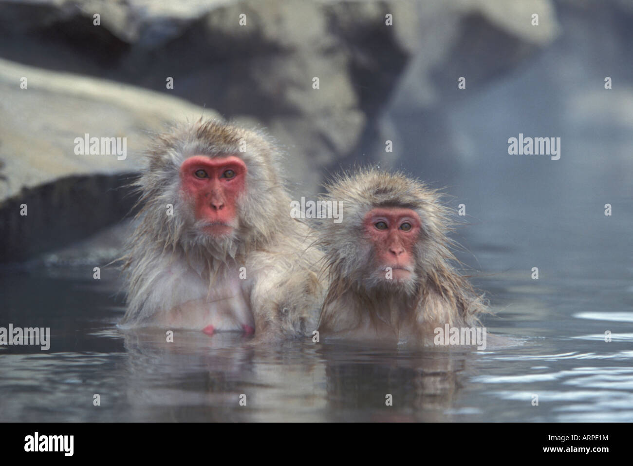 Neve le scimmie in piscina termale, kogen national park Giappone Foto stock  - Alamy