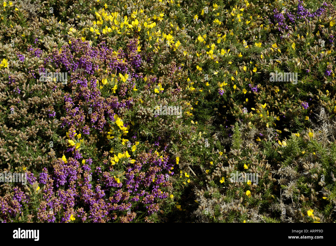 Francia Bretagna erica e ginestre close up Foto Stock