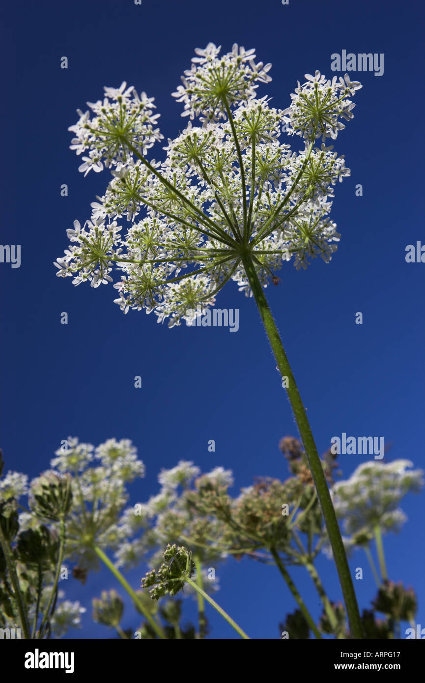 Hogweed Heracleum sphondylium Foto Stock