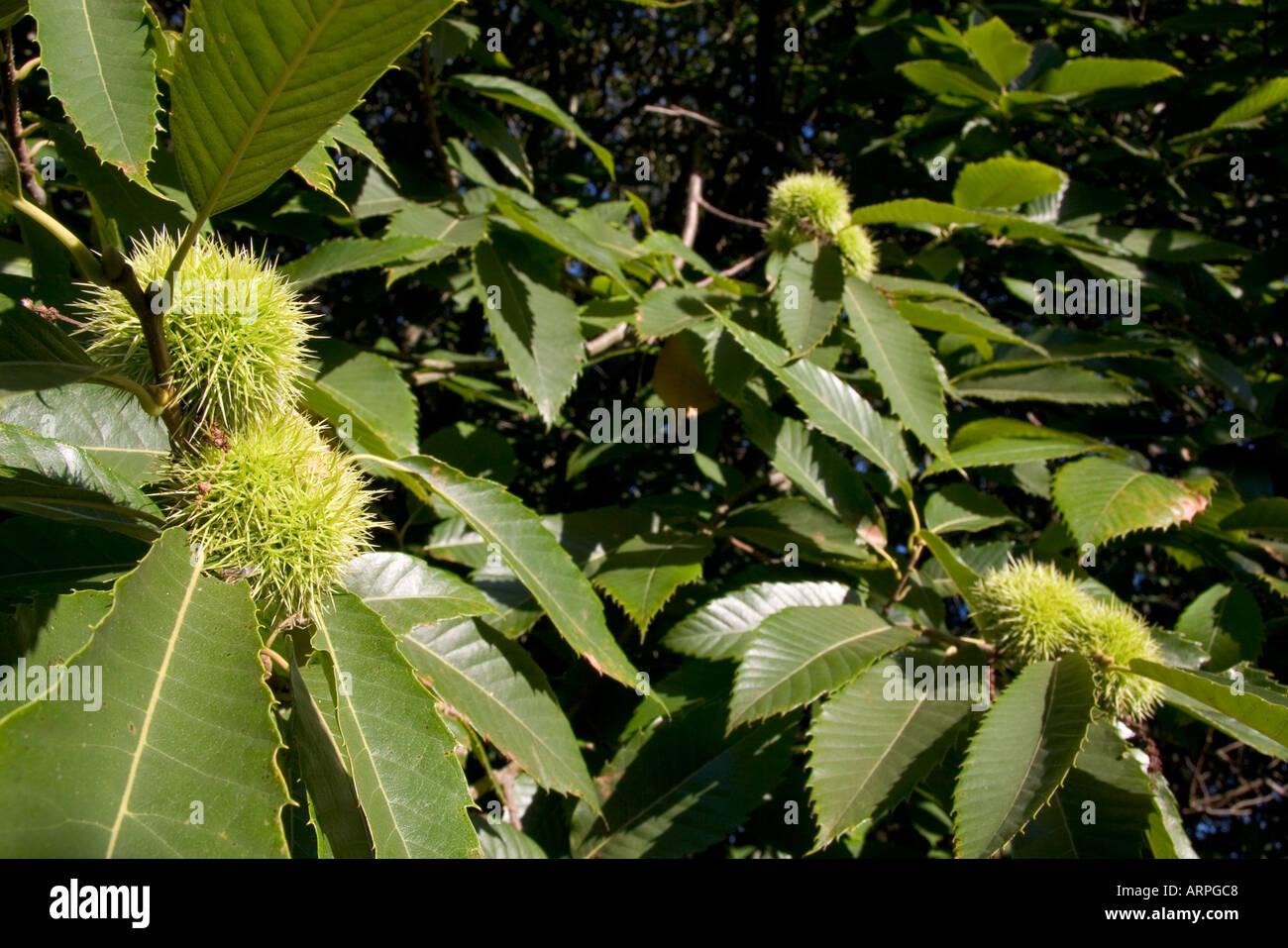 17 settembre 2005 castagne crescendo in Kent England Foto Stock