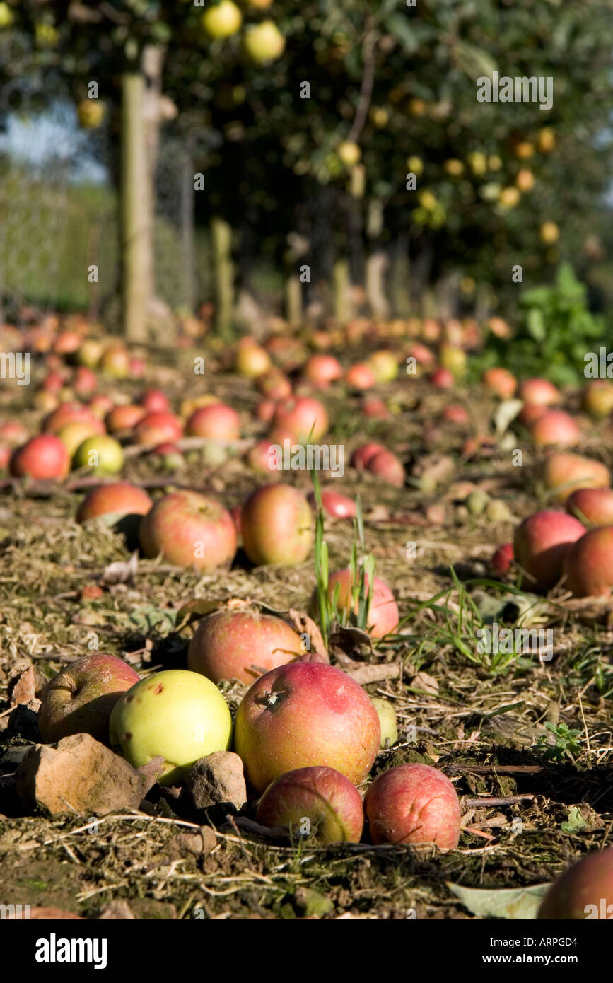 17 settembre 2005 Manna Cox le mele in Kent England Orchard Foto Stock