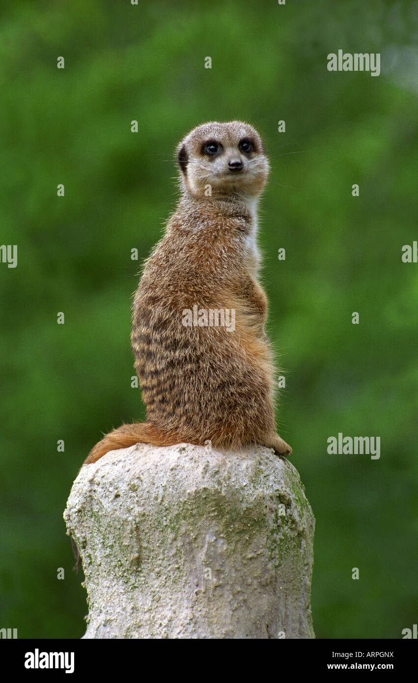 Meerkat arroccato su una pietra animale in cattività Foto Stock