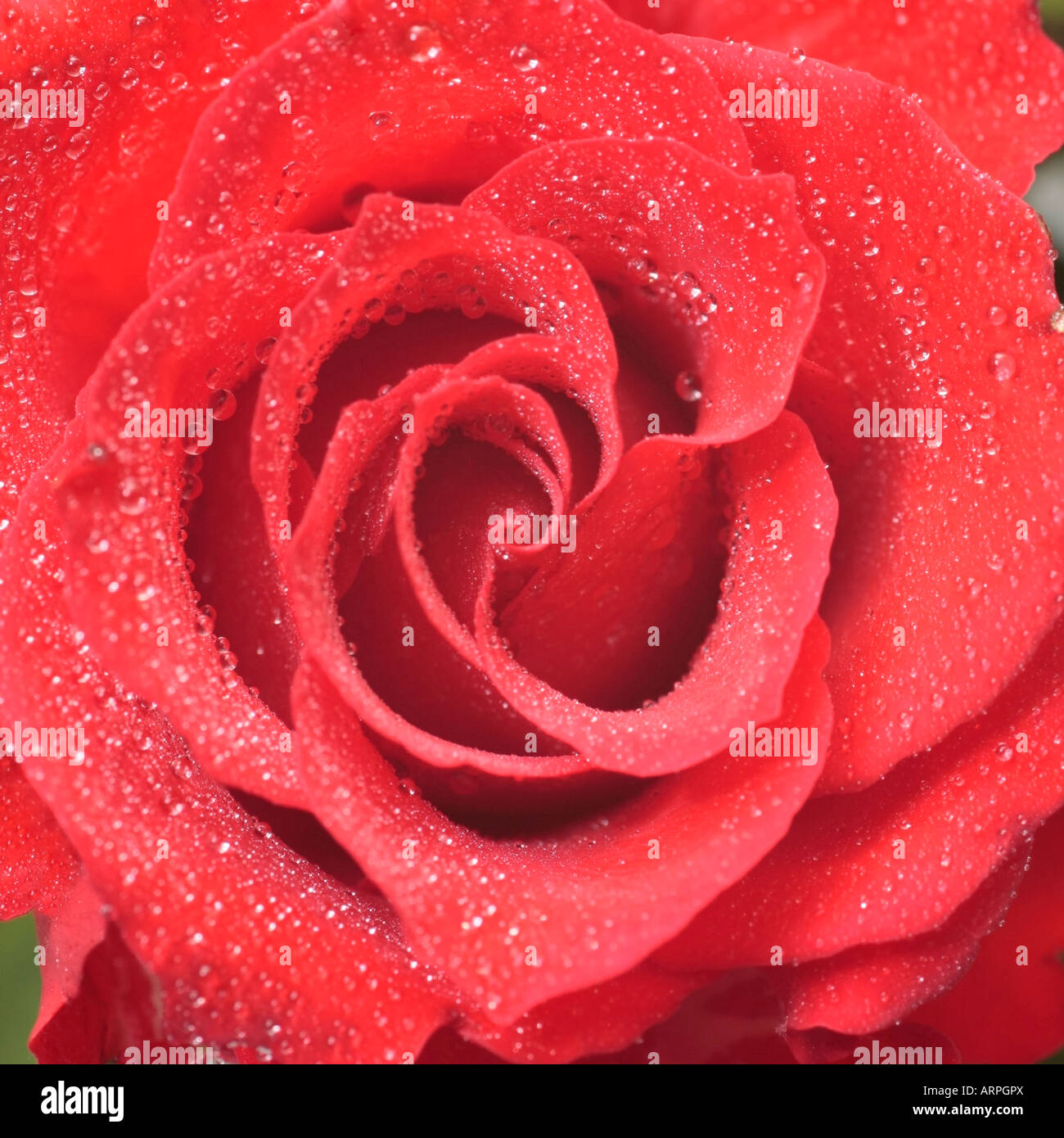 Primo piano dettaglio di una singola rosa rossa ricoperta di gocce d'acqua Foto Stock