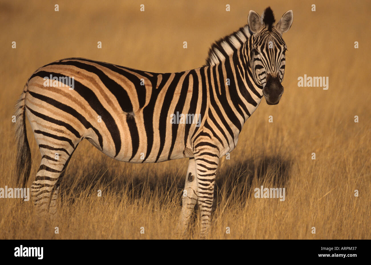 Zebra comune di Equus burchelli Botswana Foto Stock