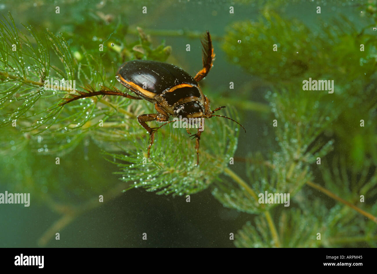Grande Diving Beetle Dytiscus marginalis Foto Stock