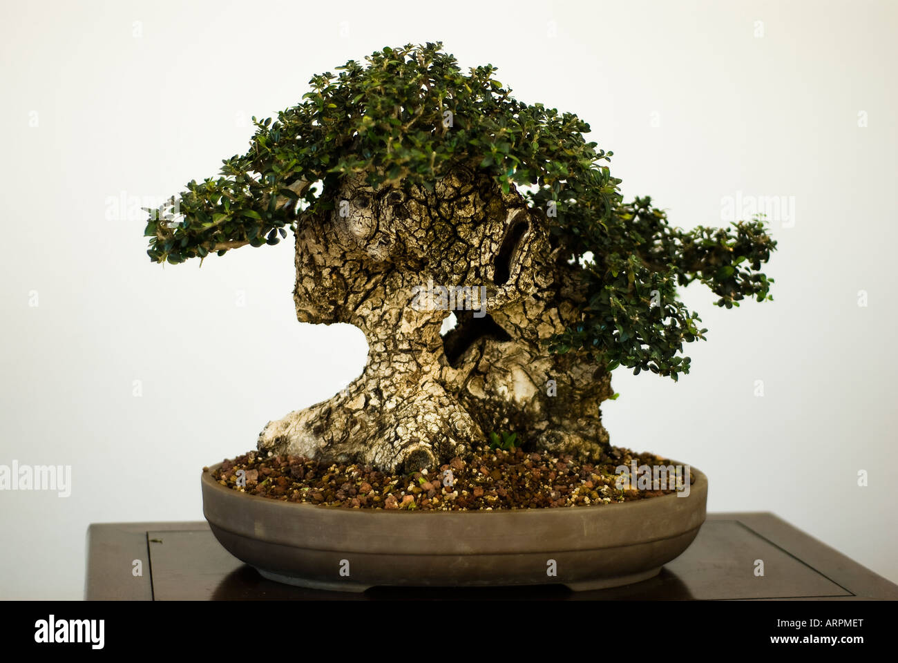 Albero dei bonsai Foto Stock