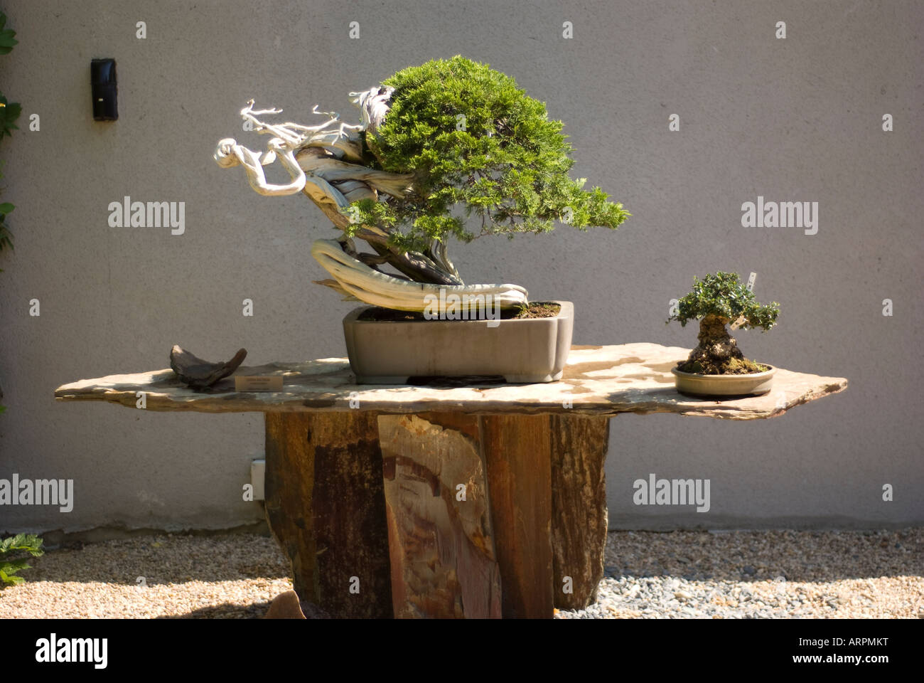 Albero dei bonsai Foto Stock