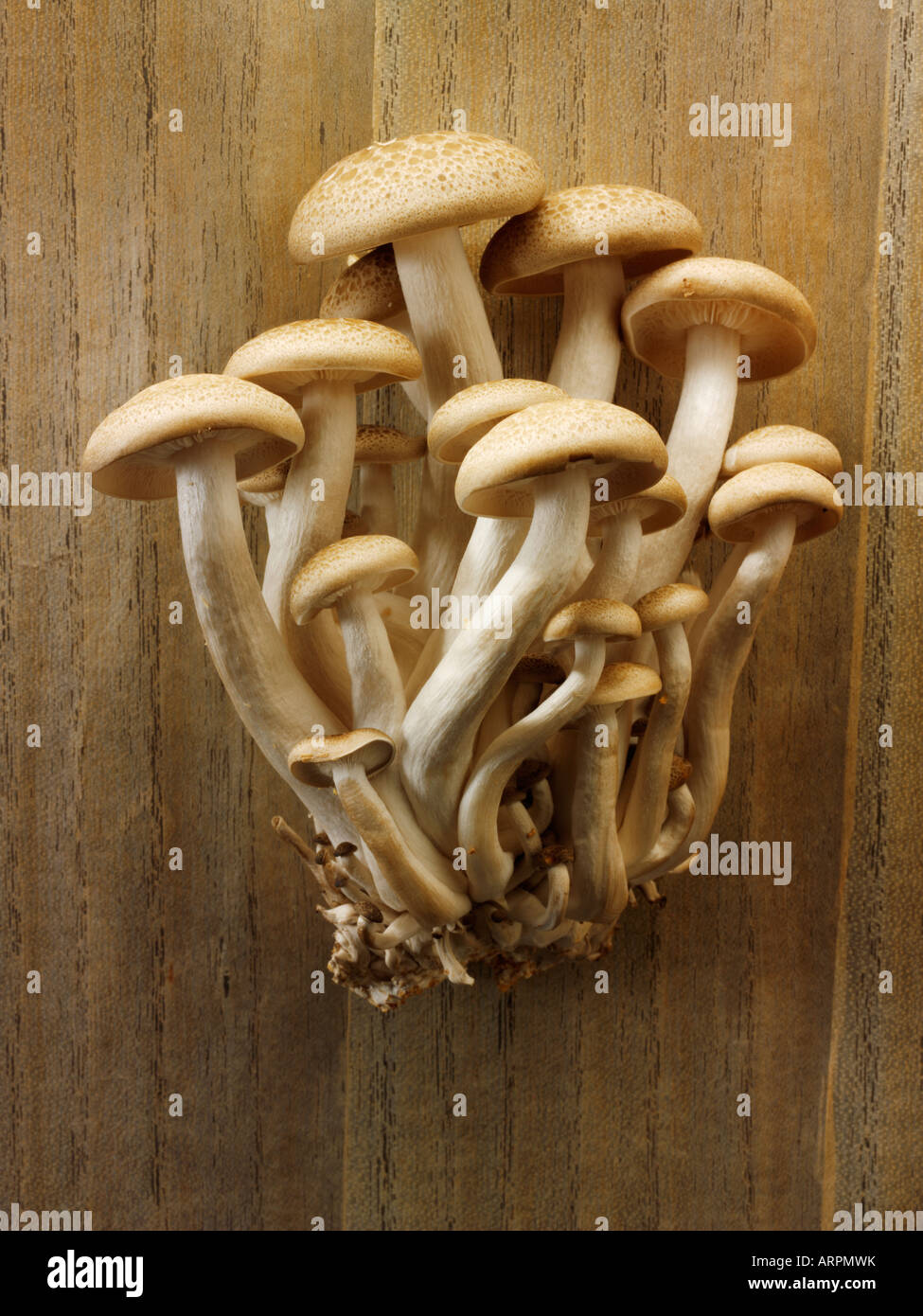Crudo fresco funghi Hon-Shimeji Foto Stock