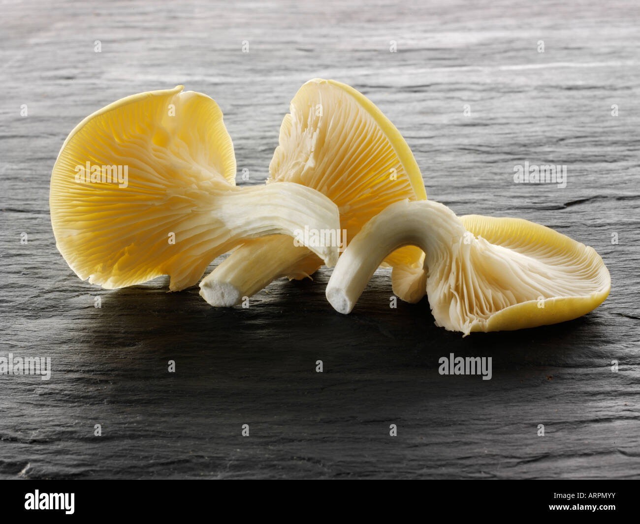 Cibo ancora vita di funghi ostriche fresche raccolte crude giallo su uno sfondo di ardesia nera Foto Stock