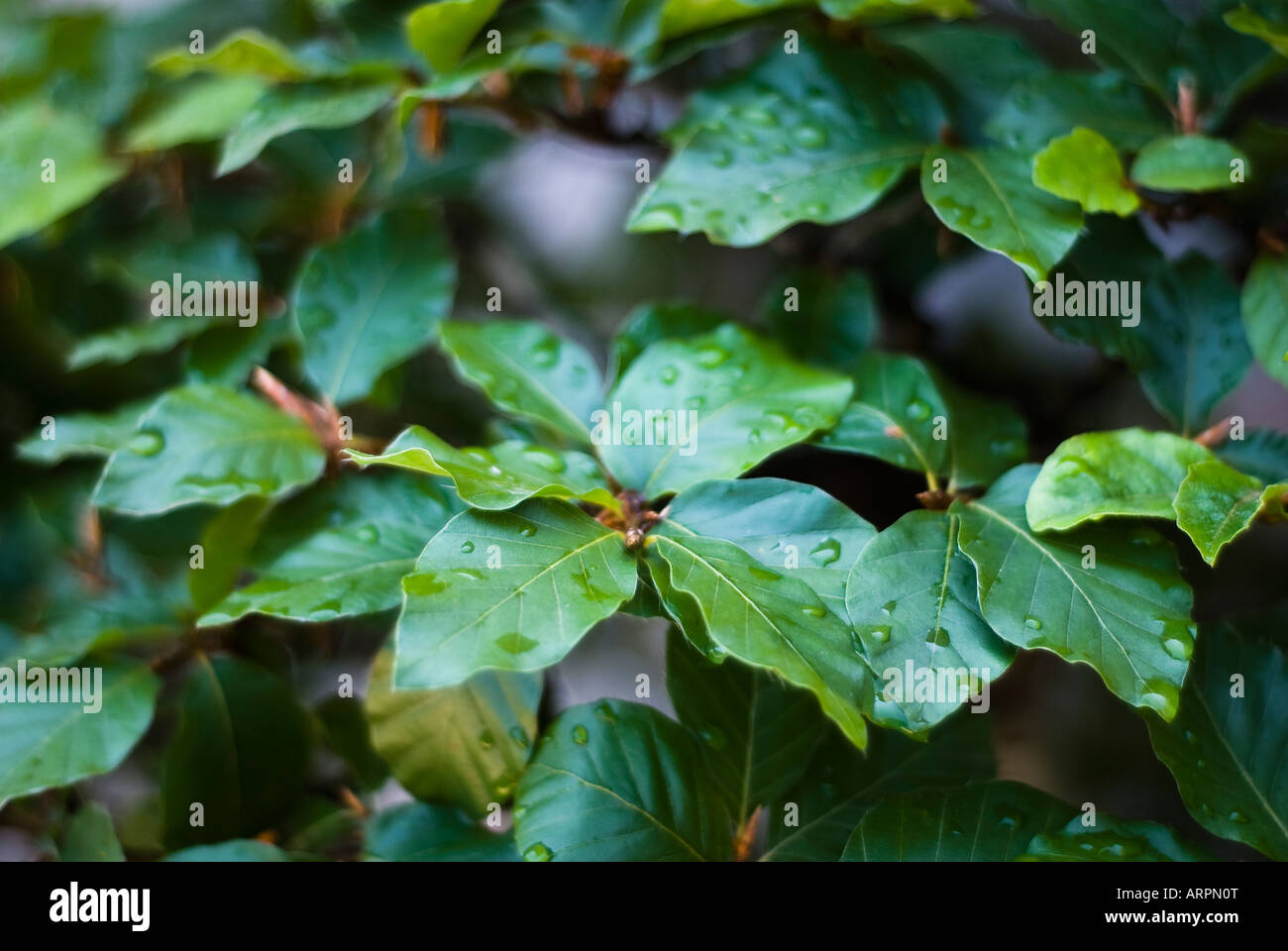 Foglie verdi Foto Stock