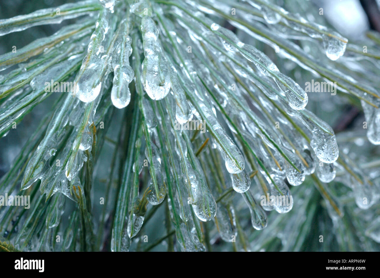 Congelati iced su aghi di pino da un inverno tempesta di ghiaccio Foto Stock
