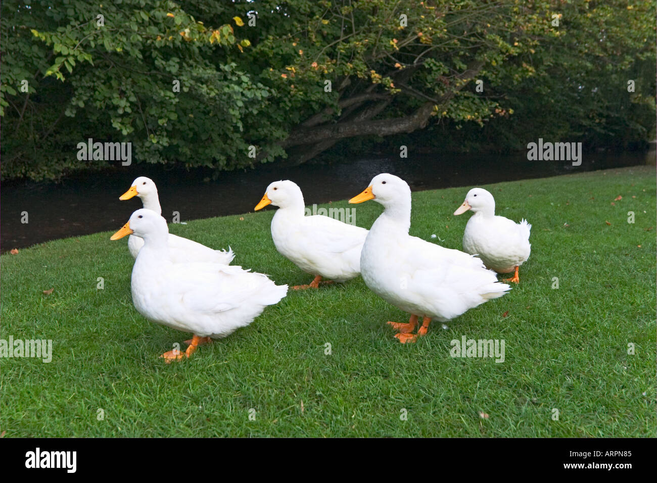 Le anatre di bianco dal flusso di villaggio REGNO UNITO Foto Stock