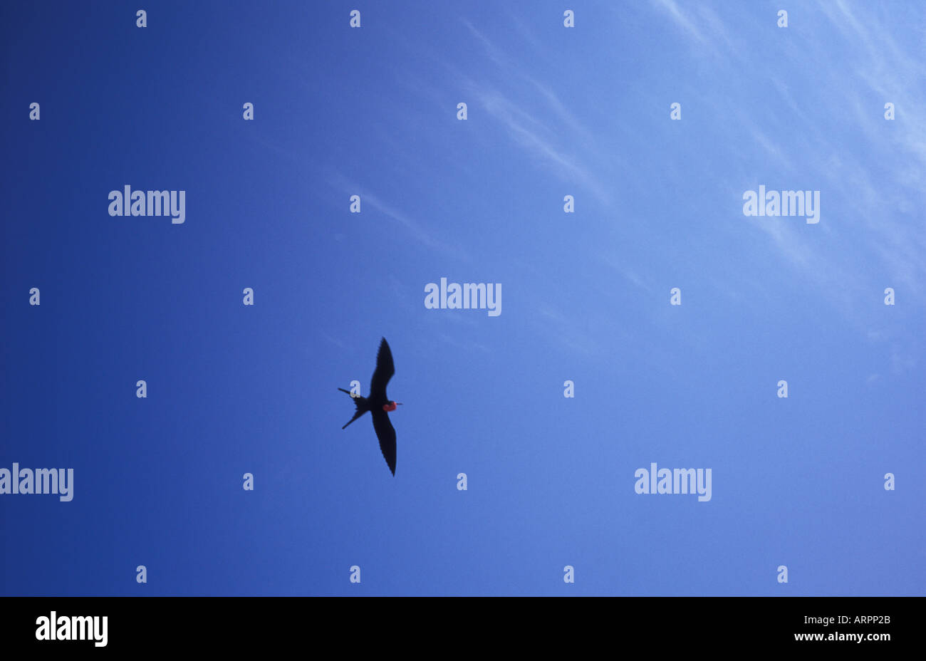 Magnifica Frigatebird in volo delle Galapagos Foto Stock