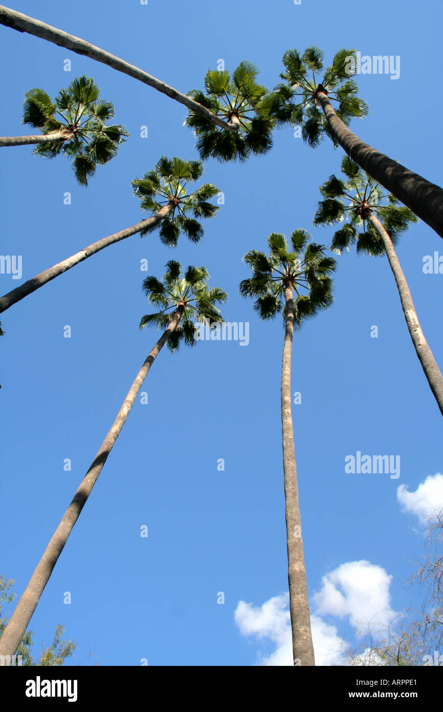 Bird s eye della data delle Canarie Palme Jardin Parque de Maria Luisa Siviglia Andalusia Spagna Europa Foto Stock