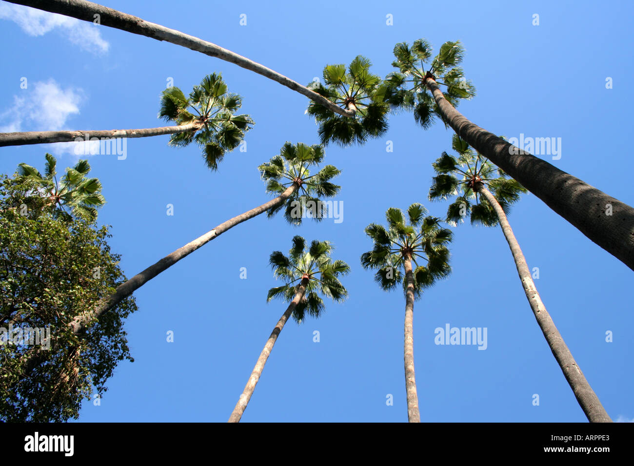 Bird s eye della data delle Canarie Palme Jardin Parque de Maria Luisa Siviglia Andalusia Spagna Europa Foto Stock