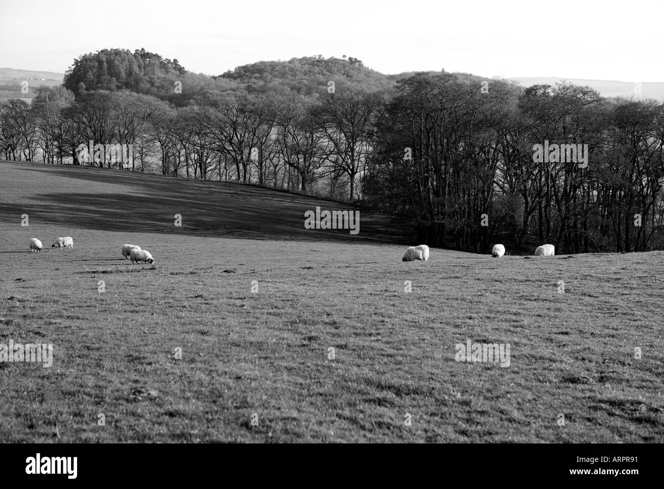 Pecore IN UN CAMPO Foto Stock